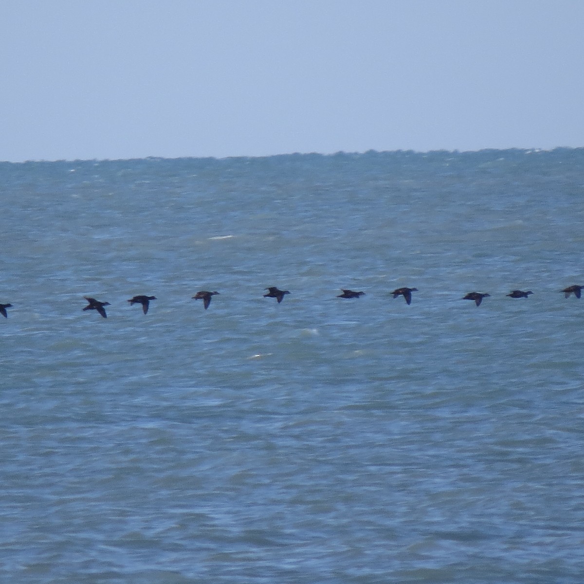 Black Scoter - John Groskopf