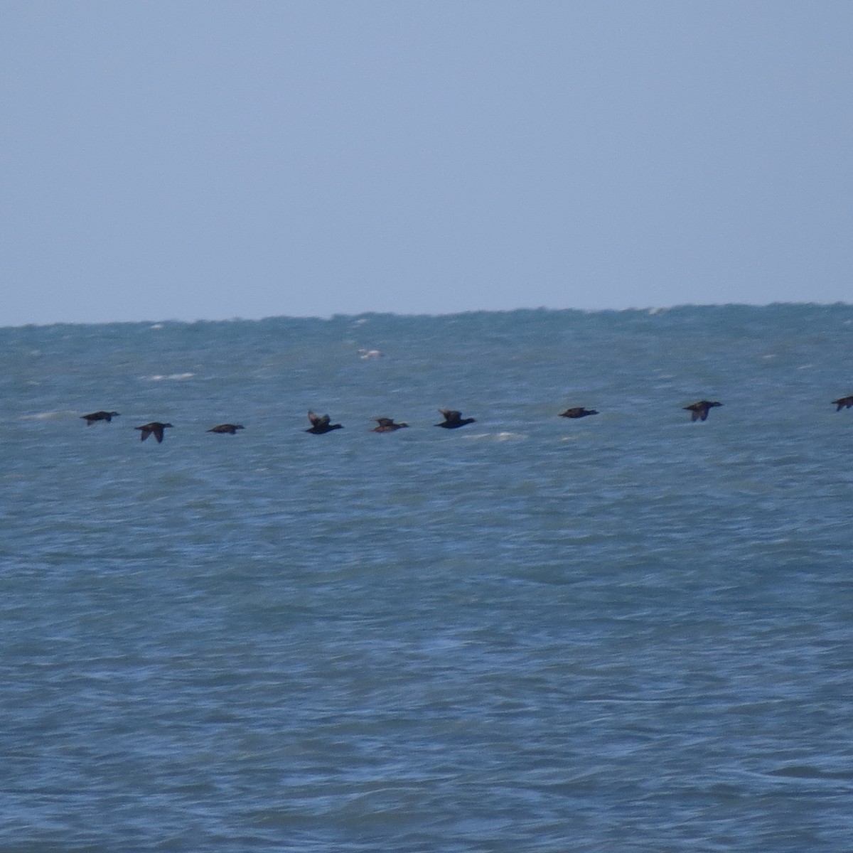 Black Scoter - John Groskopf