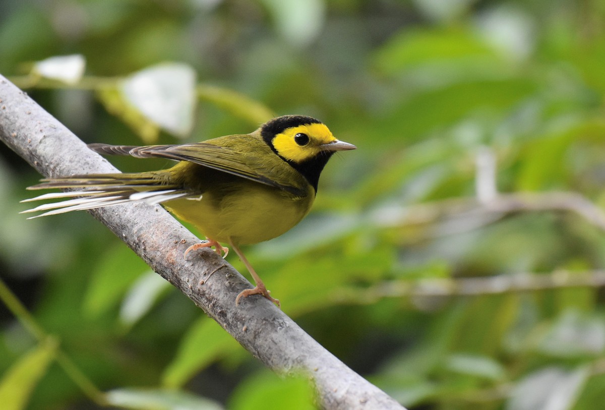 Hooded Warbler - ML134629951