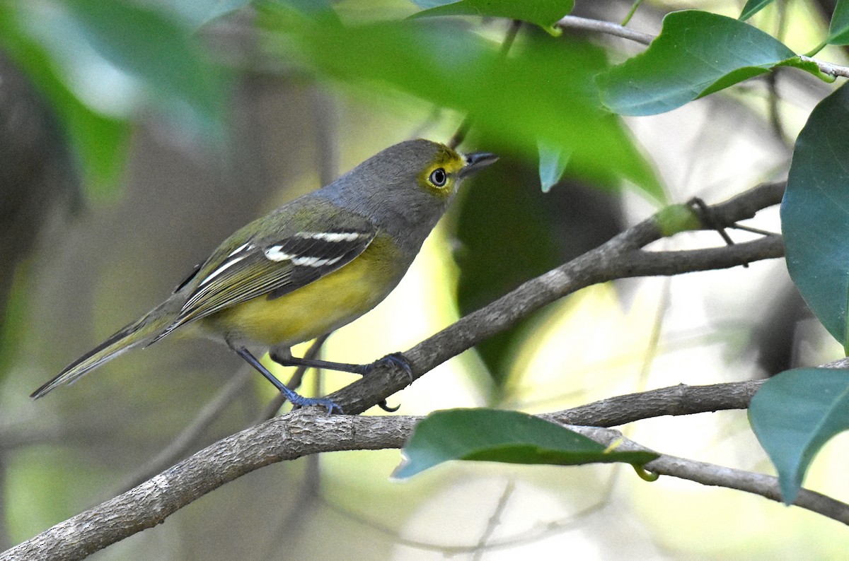 Ak Gözlü Vireo - ML134630291