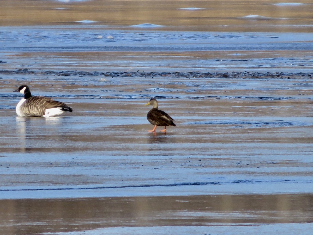 American Black Duck - ML134631371