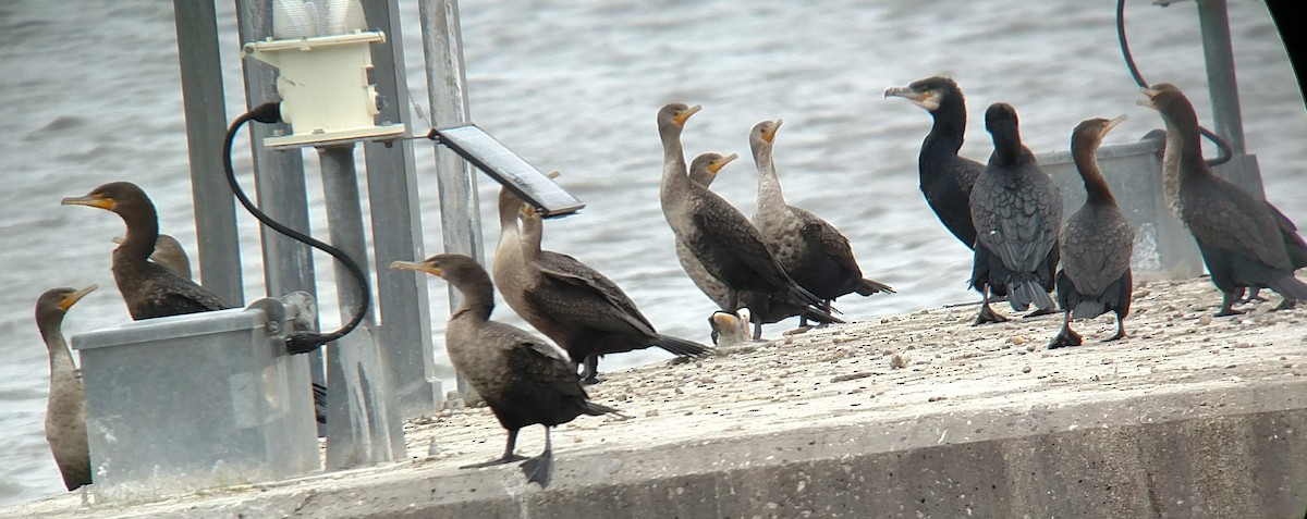 Double-crested Cormorant - ML134632311