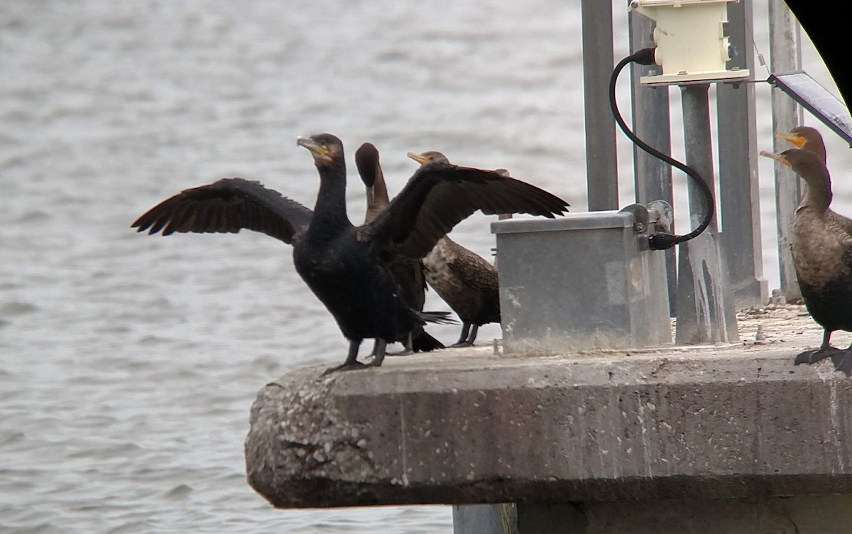 Great Cormorant - ML134632541