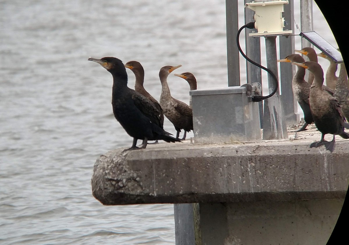 Great Cormorant - ML134632551