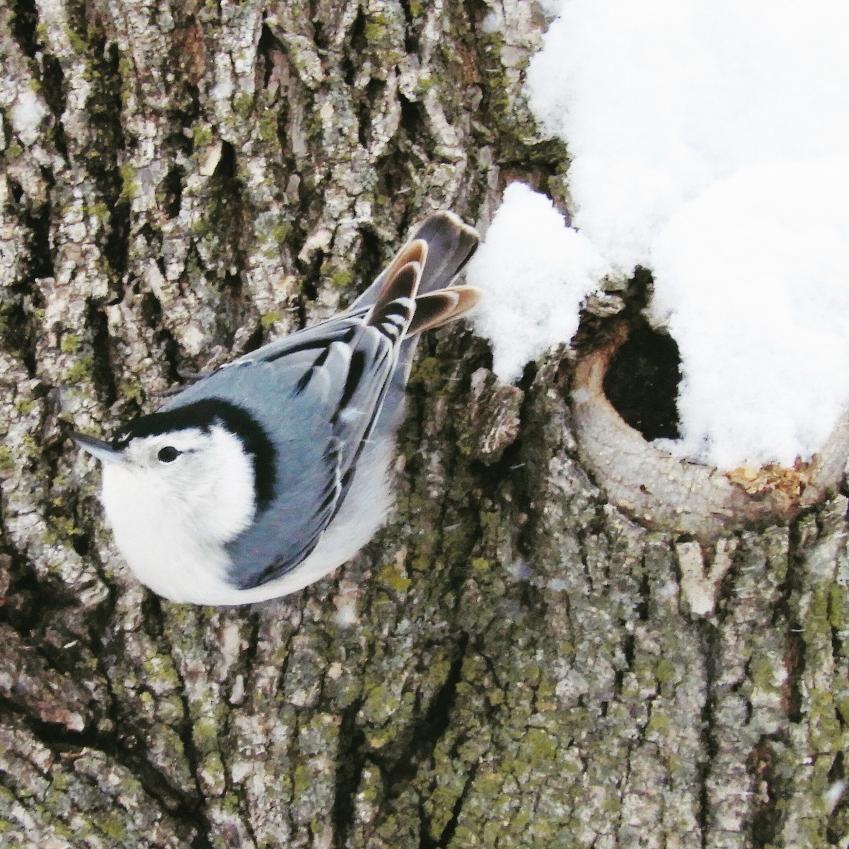 White-breasted Nuthatch - ML134633721
