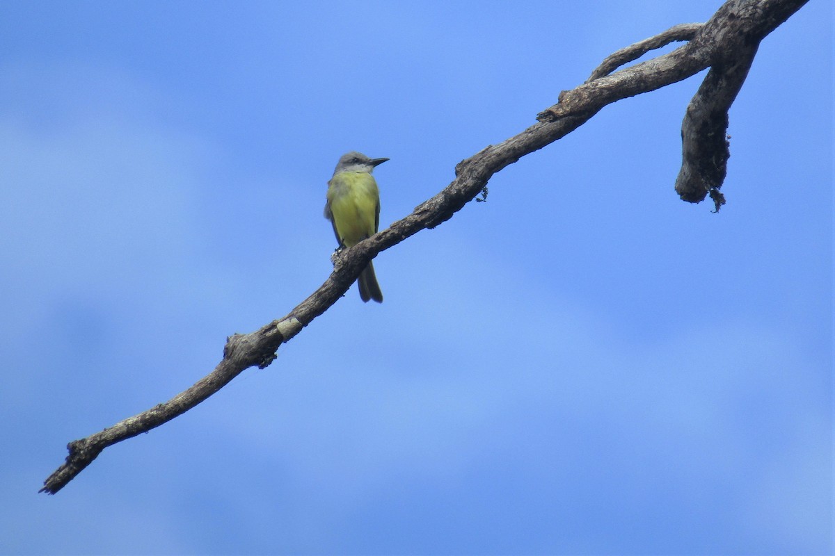 Tropical Kingbird - ML134635991