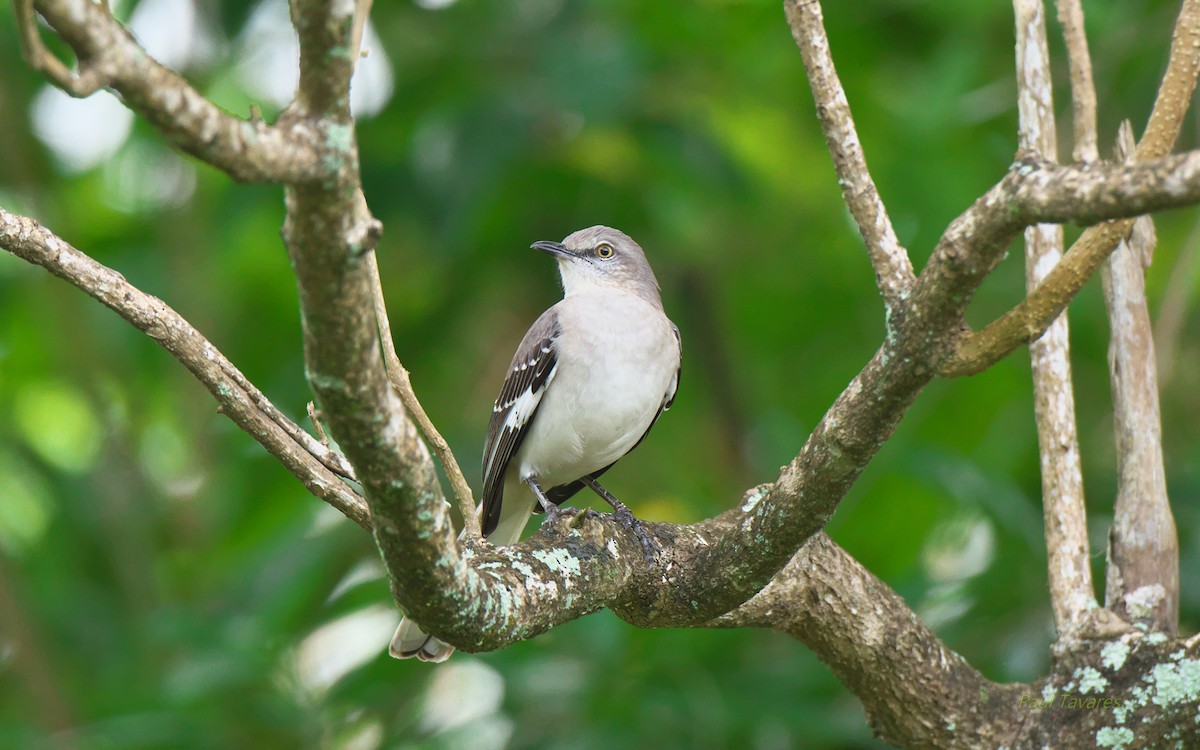 Northern Mockingbird - Paul Tavares