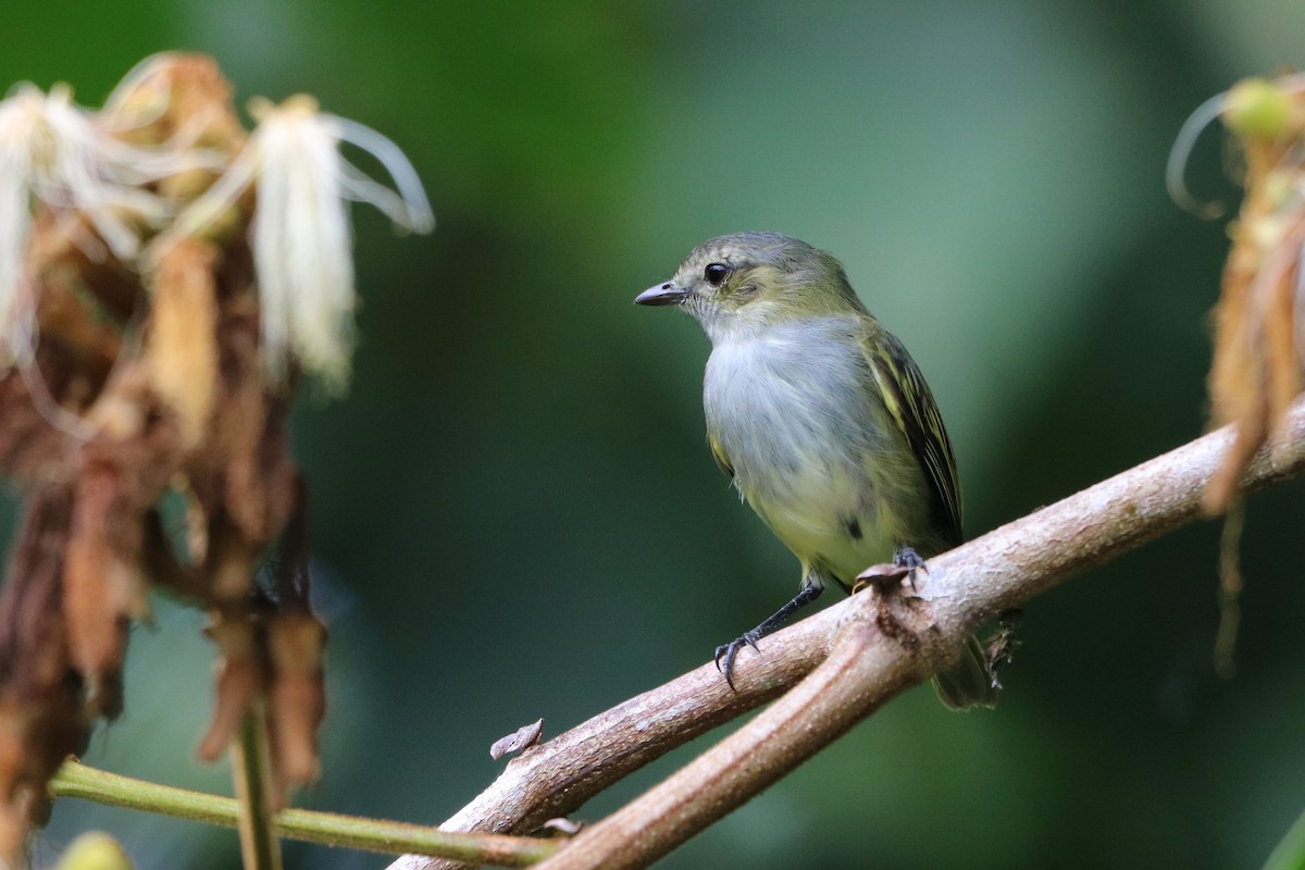 Mistletoe Tyrannulet - ML134636201