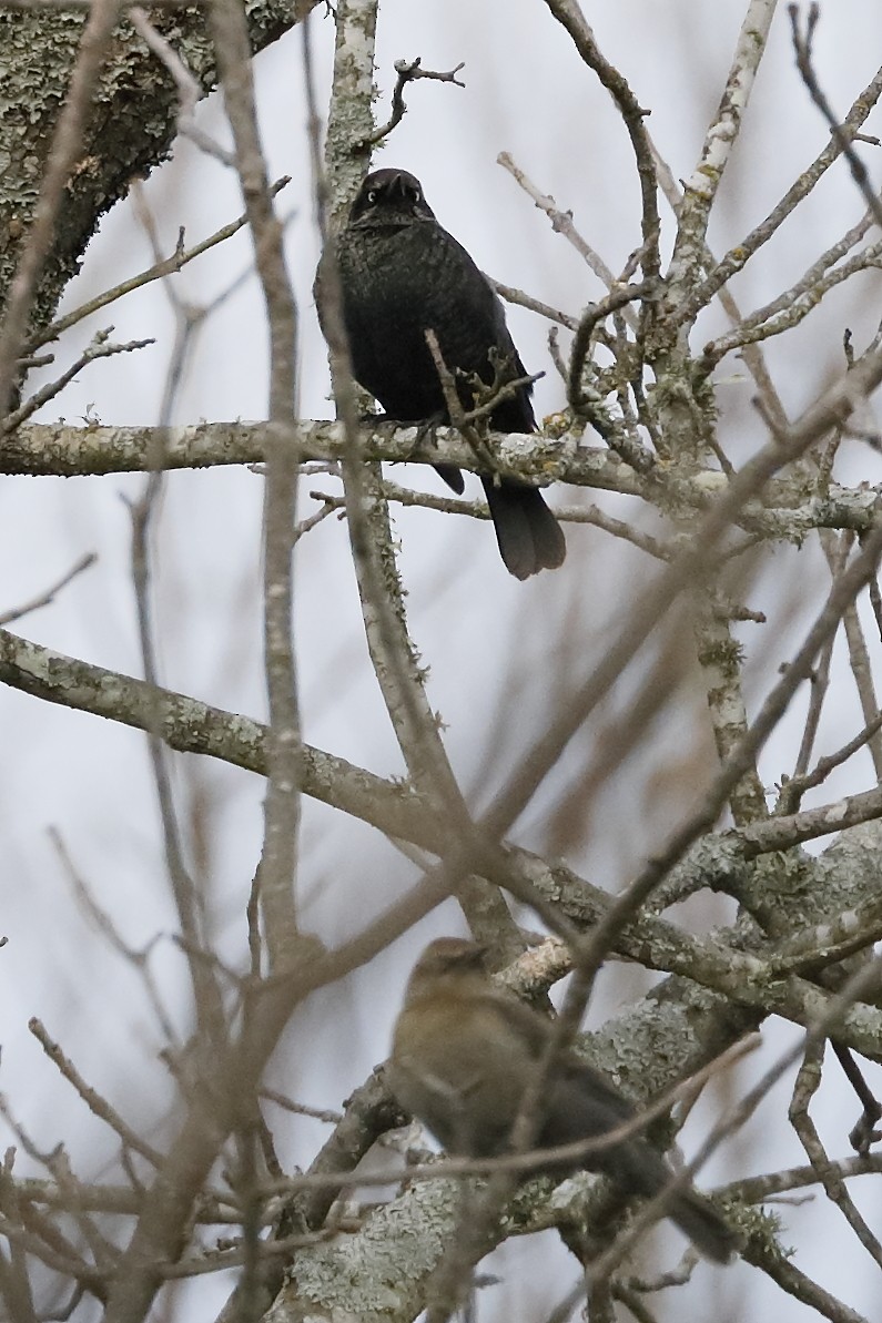 Rusty Blackbird - ML134637771