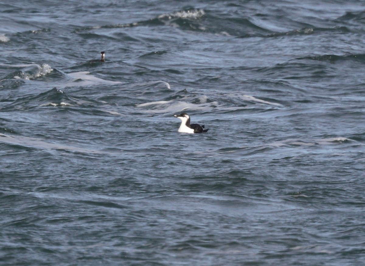 Razorbill - ML134637821