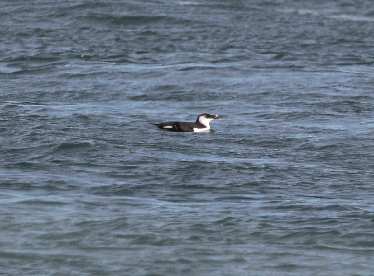 Razorbill - ML134637921