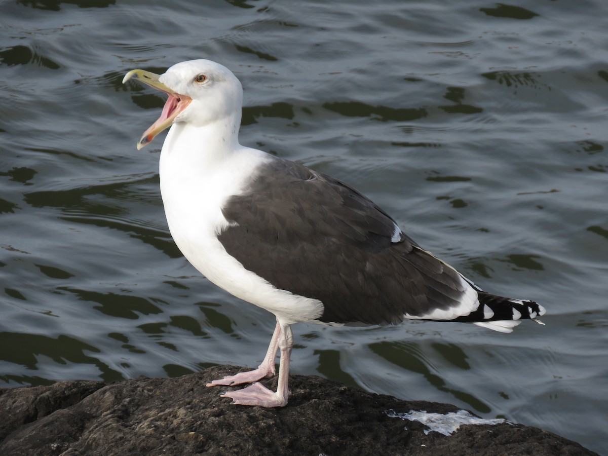 Great Black-backed Gull - ML134638661