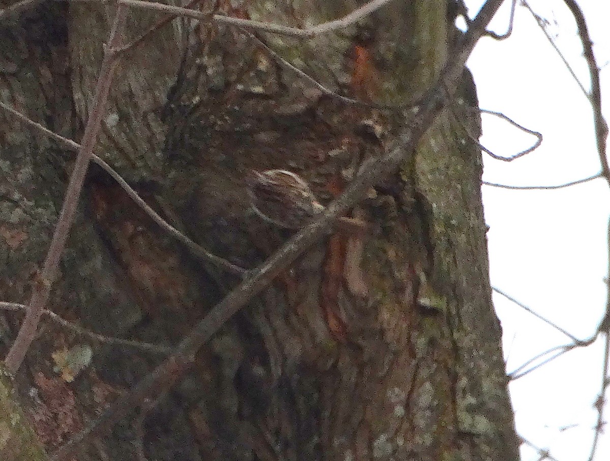 Brown Creeper - Mary Hall