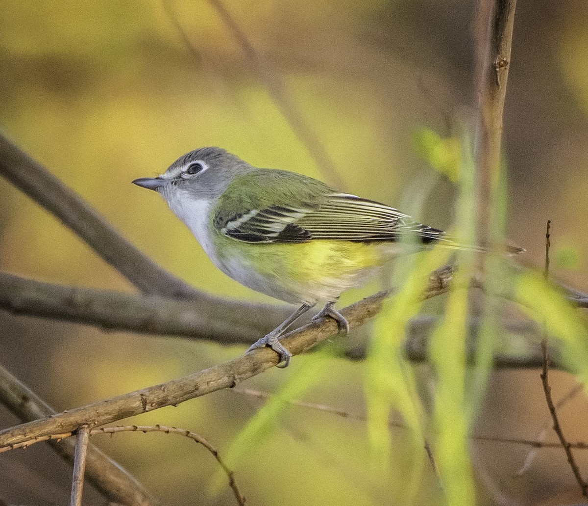 Blue-headed Vireo - Robert Michaelson