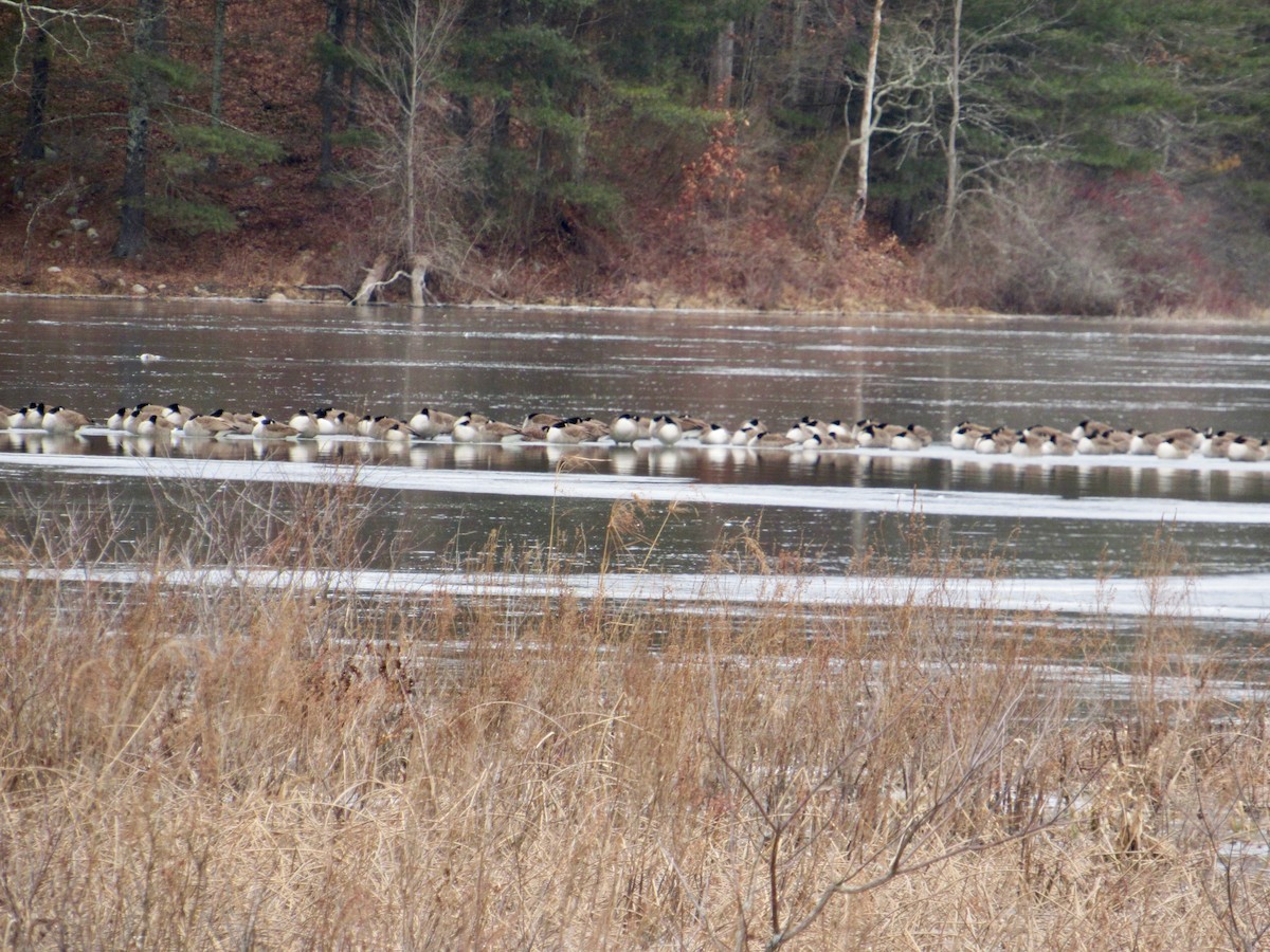 Canada Goose - ML134641561