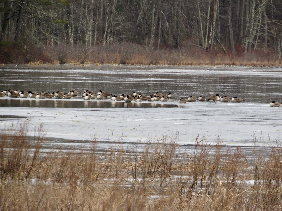 Canada Goose - ML134641581