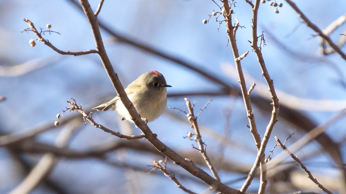 Ruby-crowned Kinglet - ML134642261