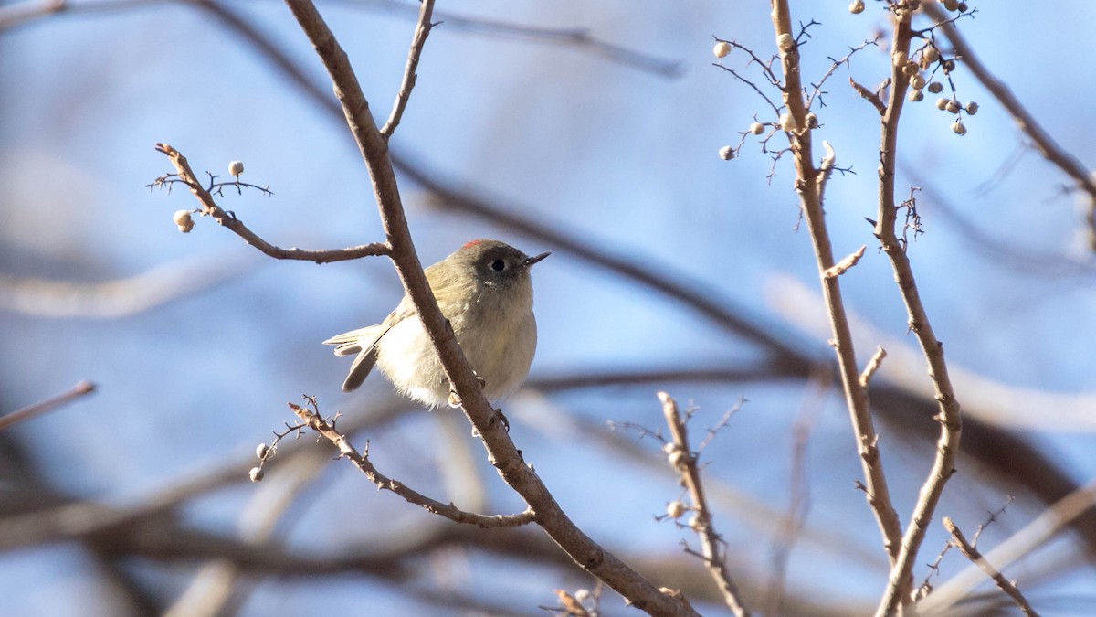 Ruby-crowned Kinglet - Erik Nielsen