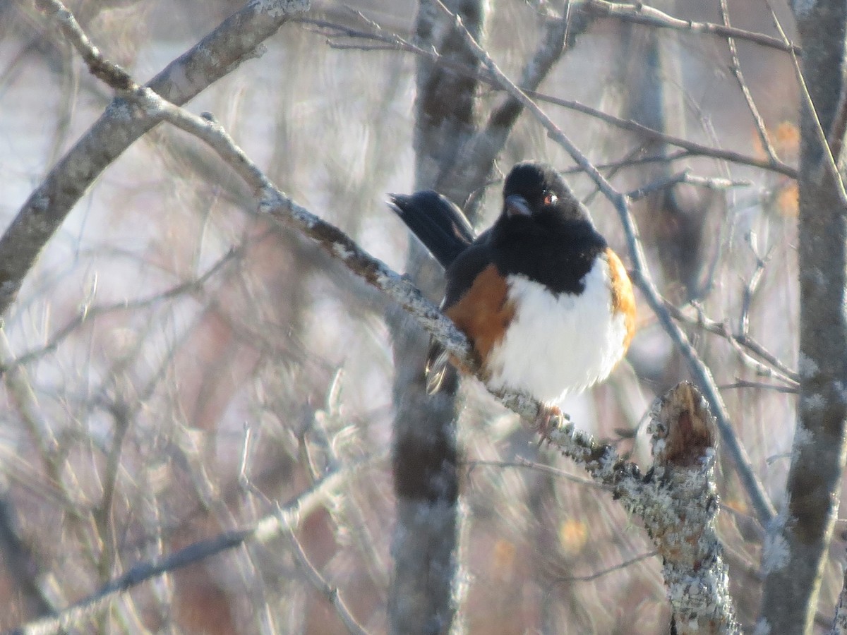 Eastern Towhee - ML134643641