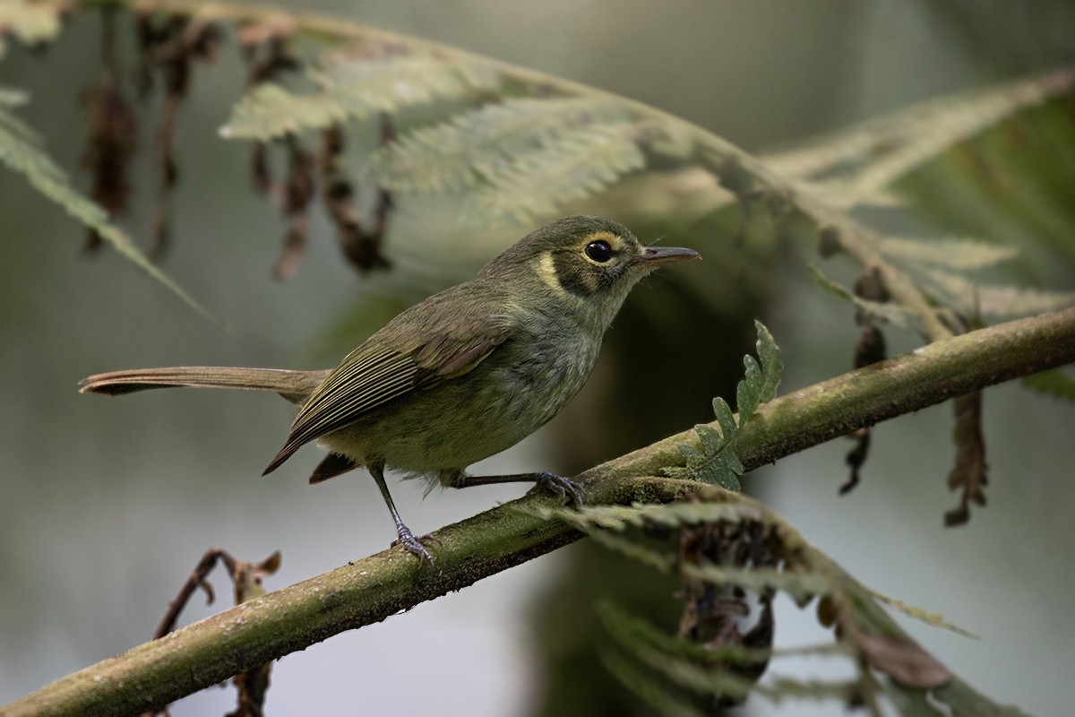 Oustalet's Tyrannulet - ML134643741