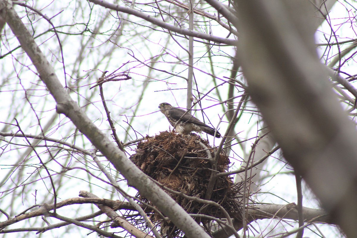 Merlin - ML134644251