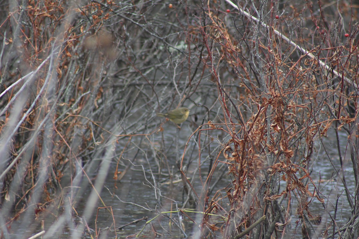 Common Yellowthroat - ML134644321