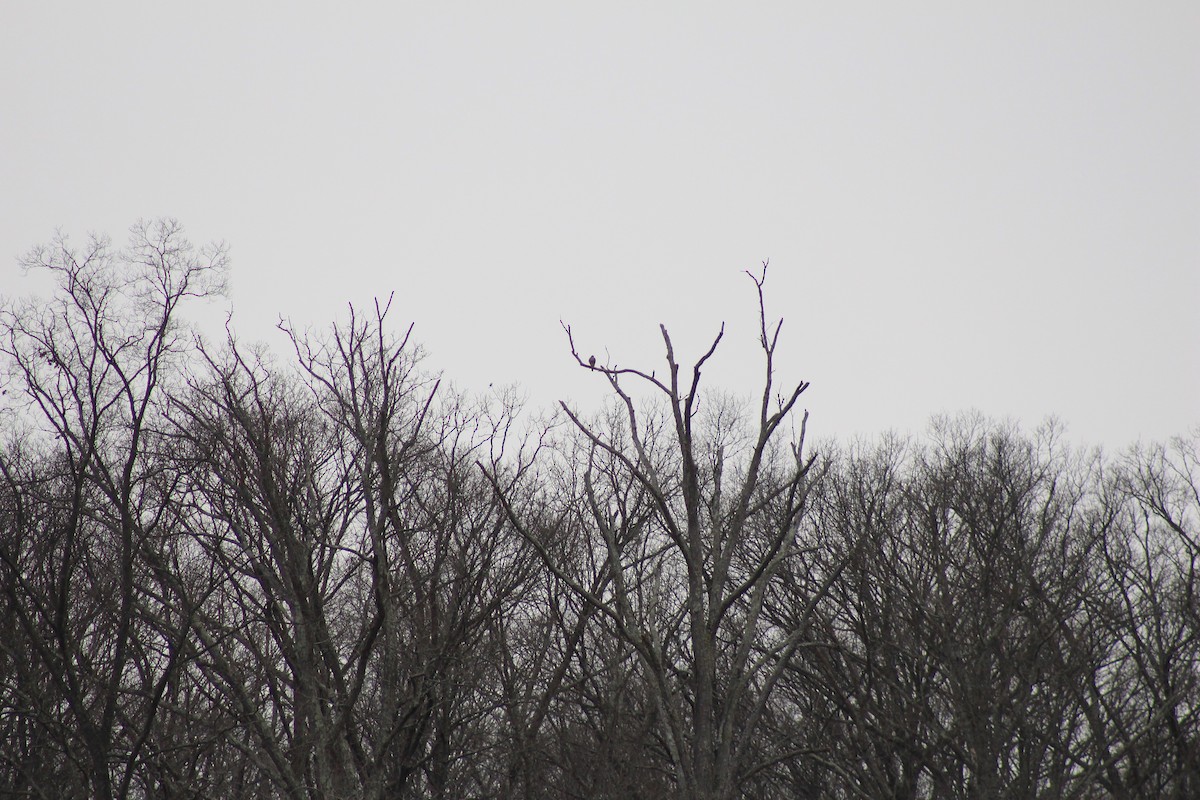 Peregrine Falcon - ML134644371