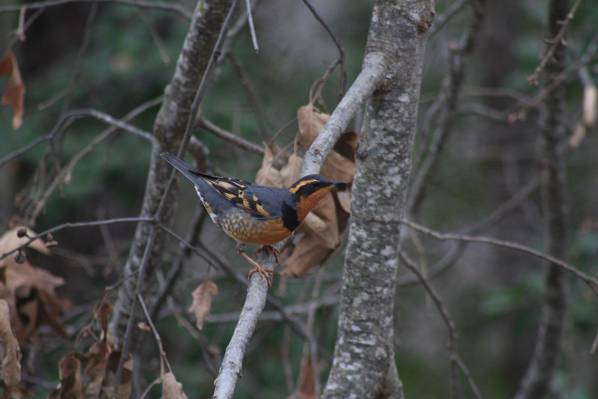 Varied Thrush - ML134644691