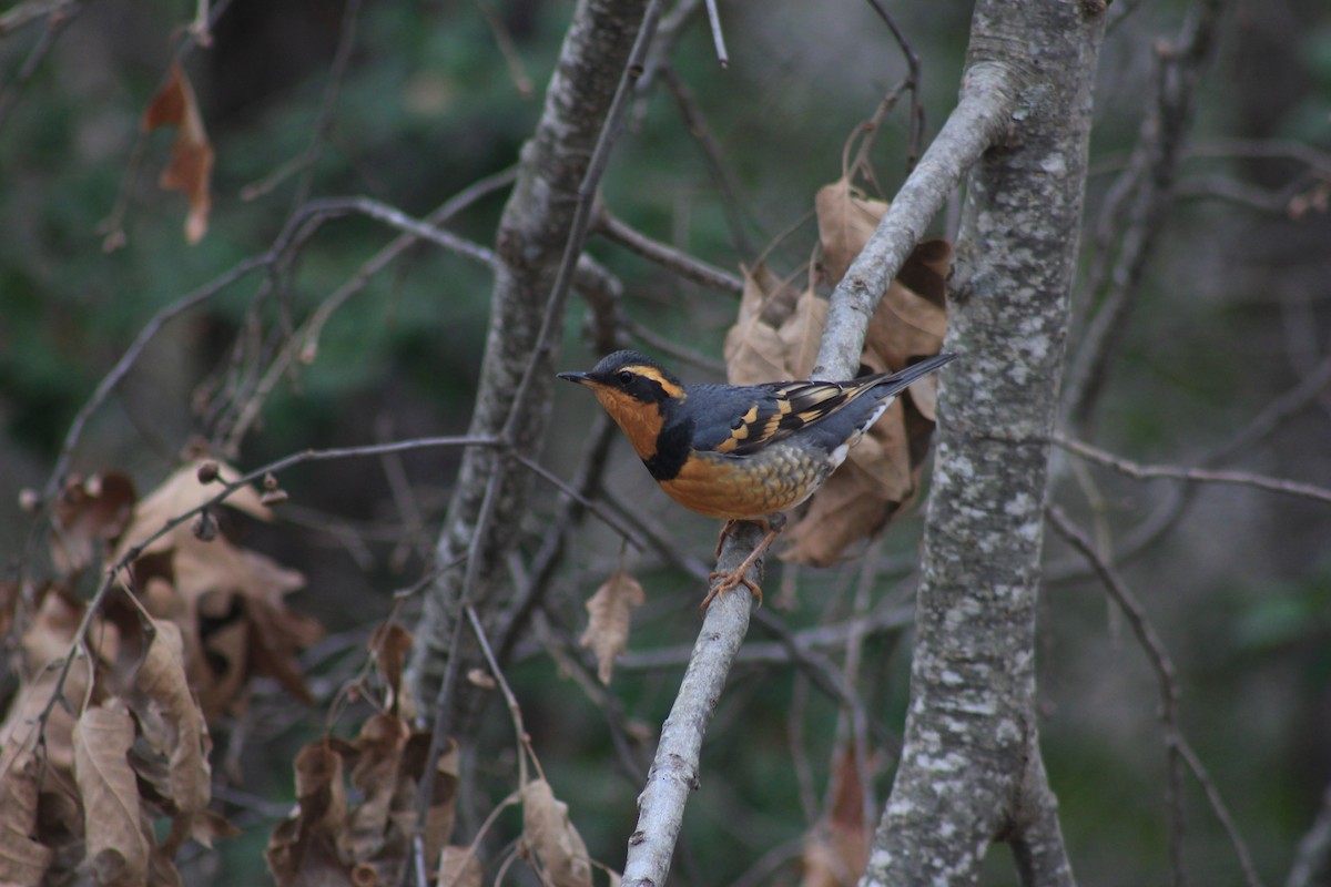 Varied Thrush - ML134644701