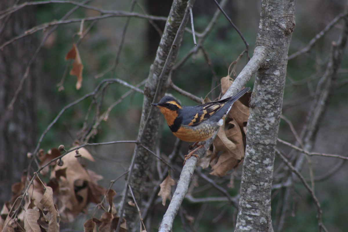 Varied Thrush - ML134644711