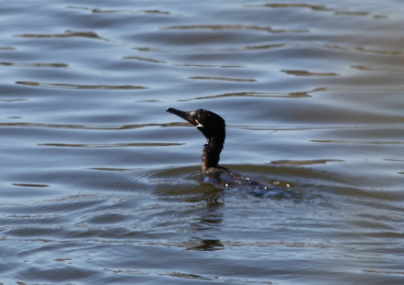 Neotropic Cormorant - ML134645011