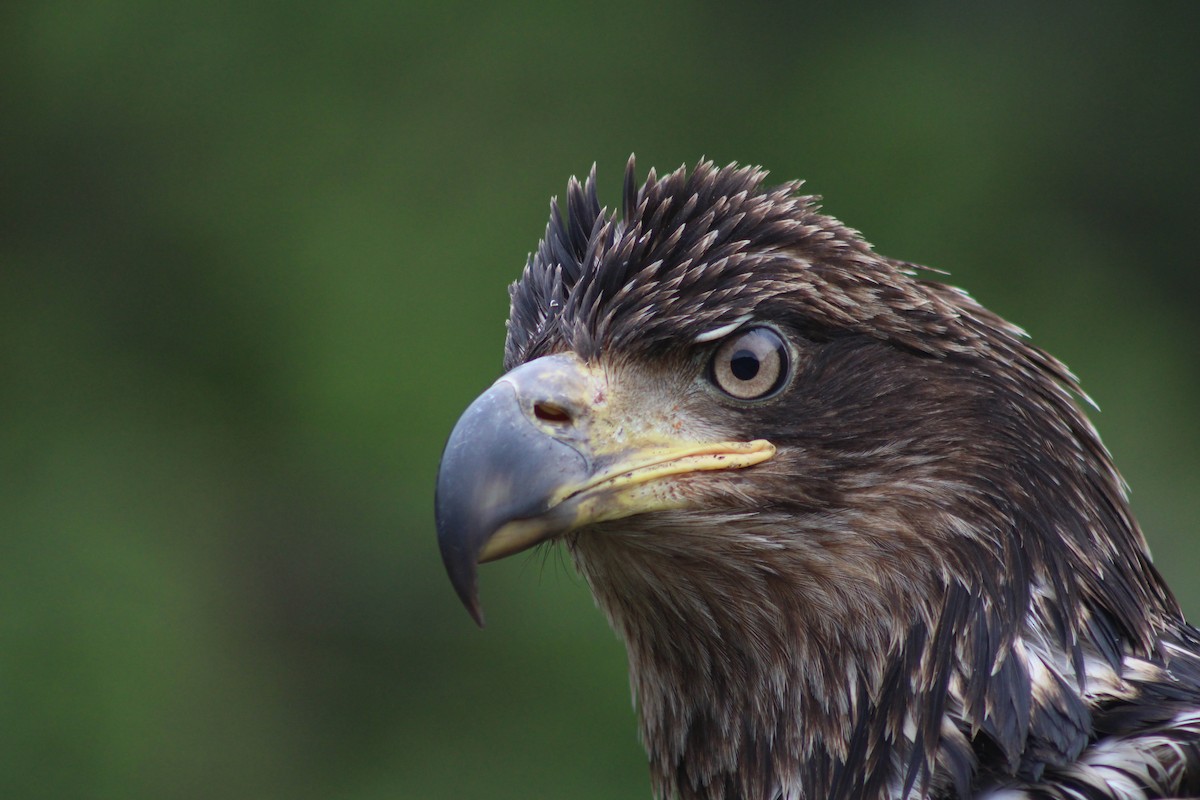 Weißkopf-Seeadler - ML134645111