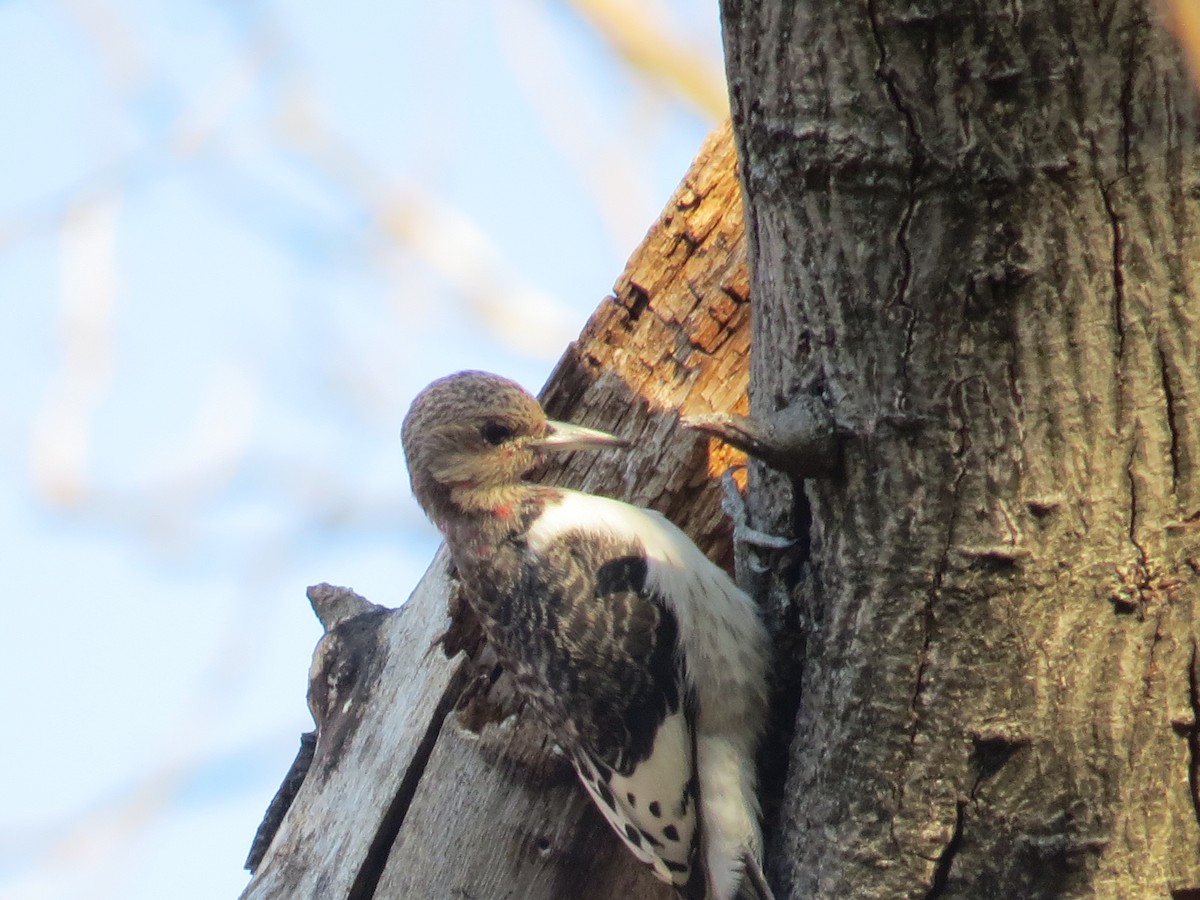 Red-headed Woodpecker - ML134645851