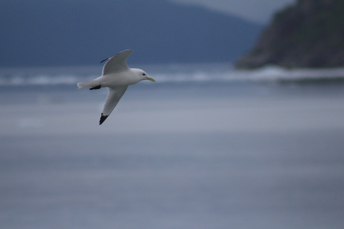 Black-legged Kittiwake - ML134645931