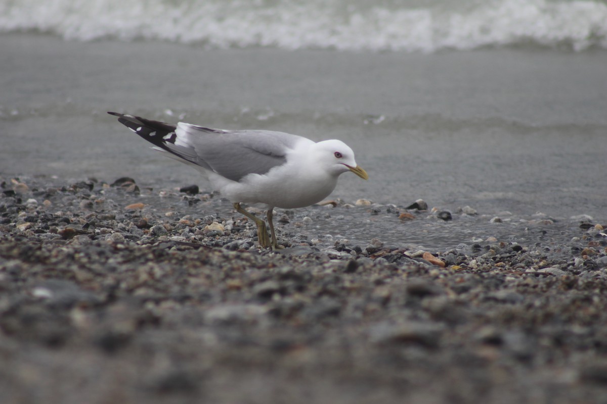 Short-billed Gull - ML134645991