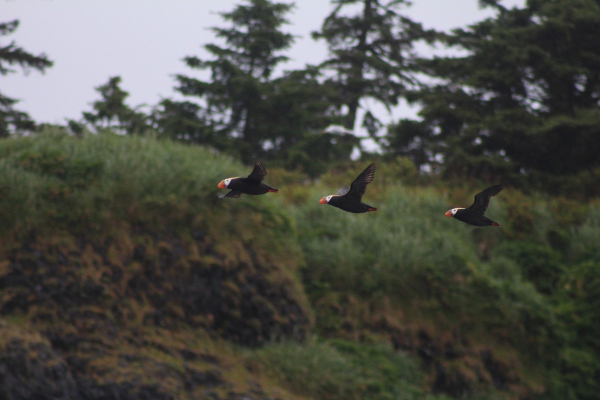 Tufted Puffin - ML134646081
