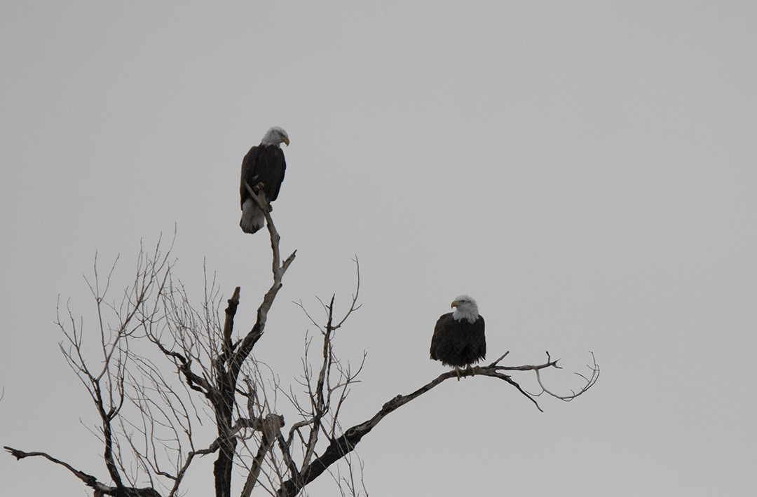 Bald Eagle - Loree Johnson