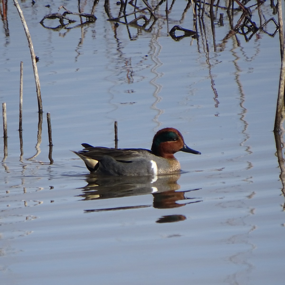 Green-winged Teal - ML134648371