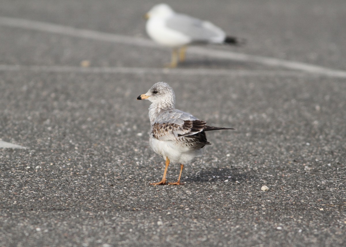 Ring-billed Gull - ML134654151