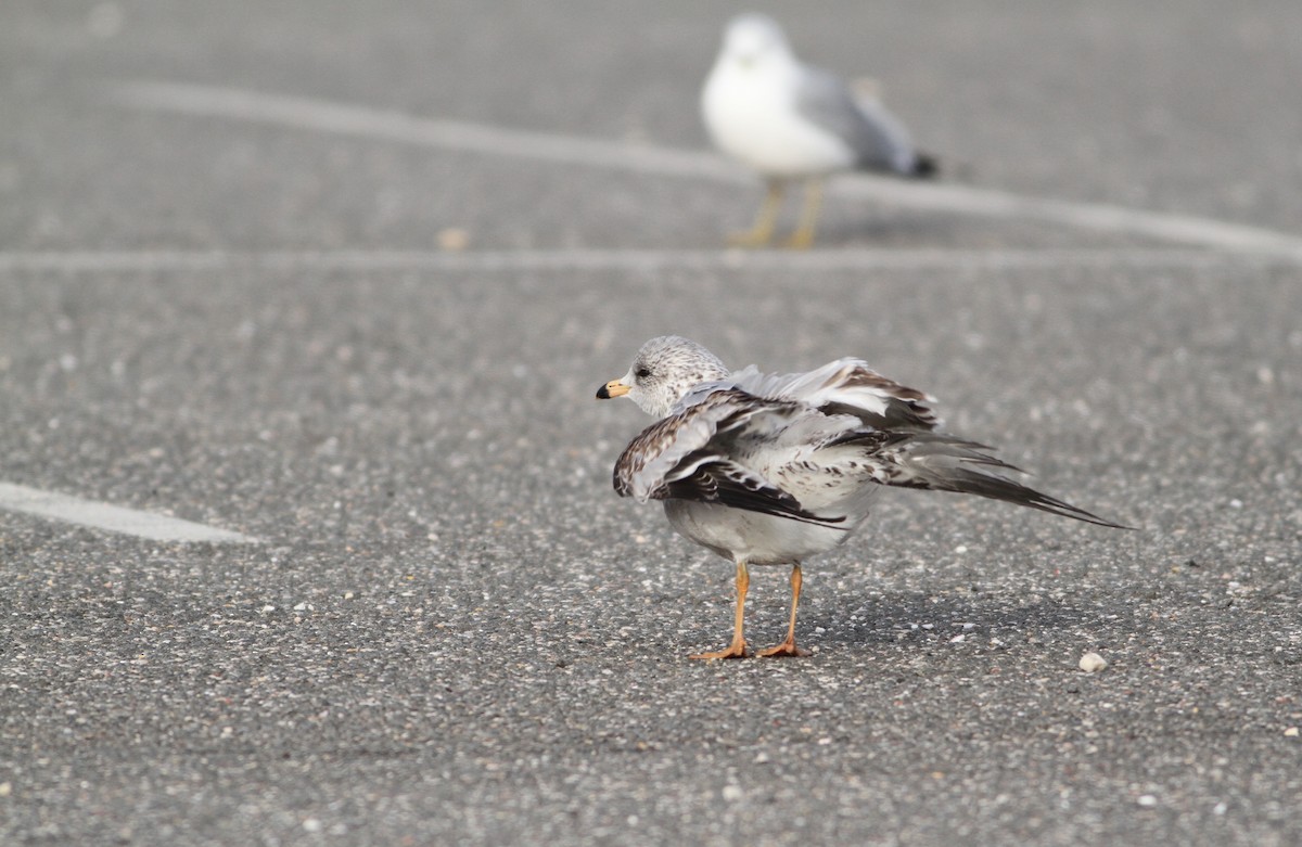 Ring-billed Gull - ML134654161