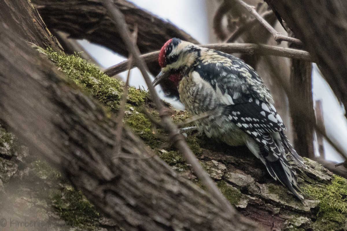 Yellow-bellied Sapsucker - ML134654331