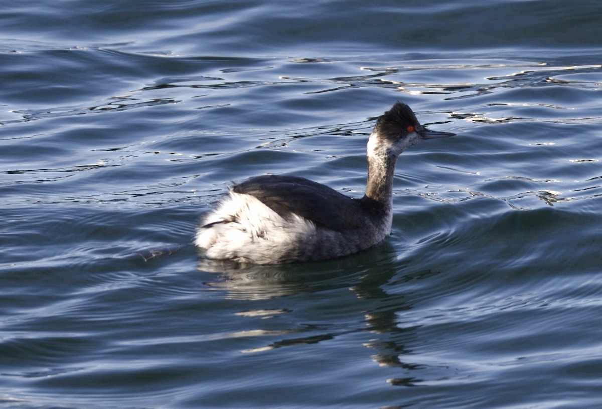 Eared Grebe - ML134654411