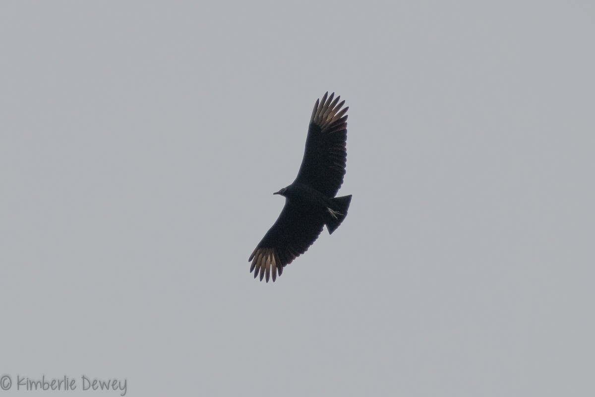 Black Vulture - ML134654421