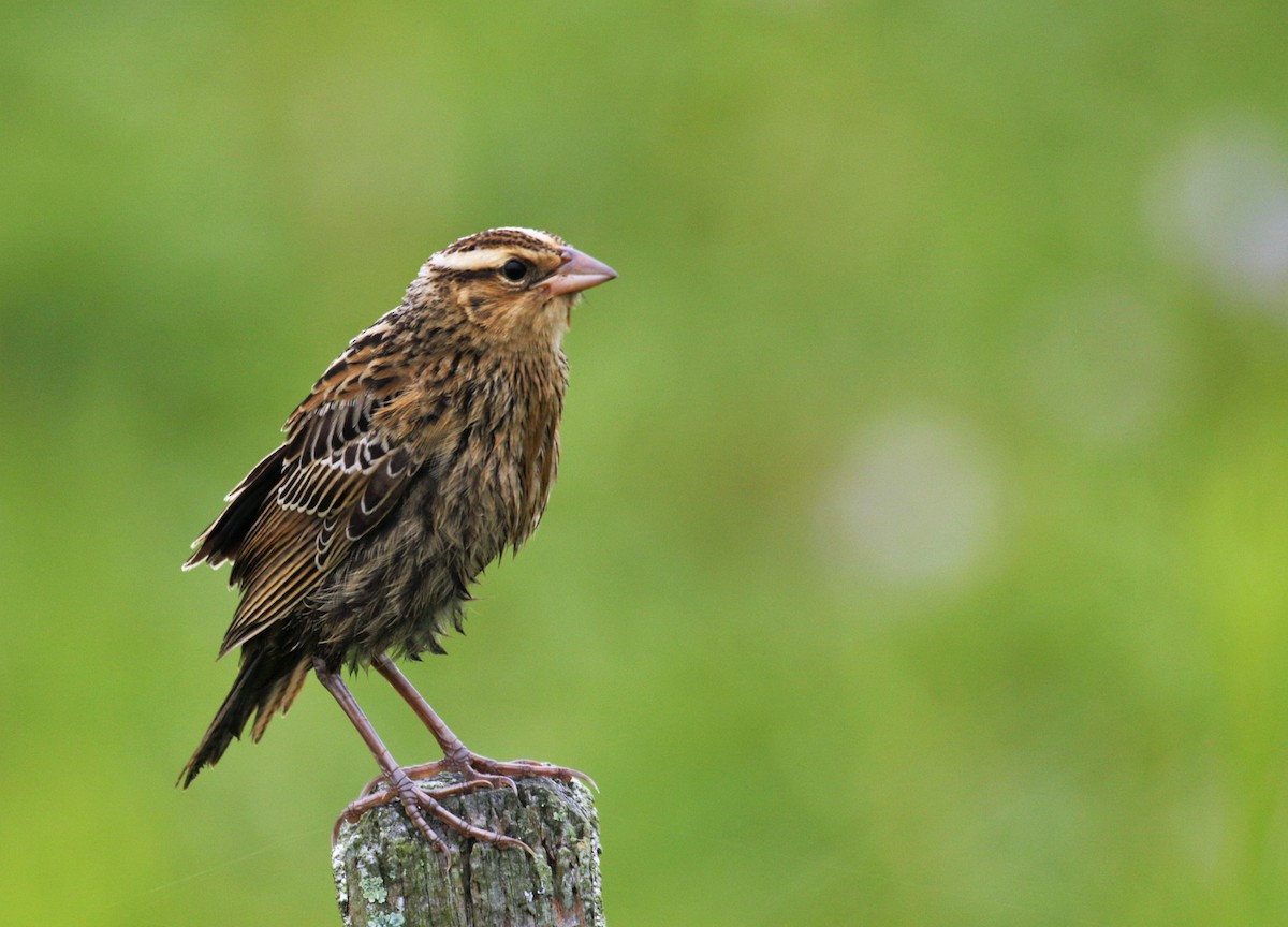 White-browed Meadowlark - ML134655351