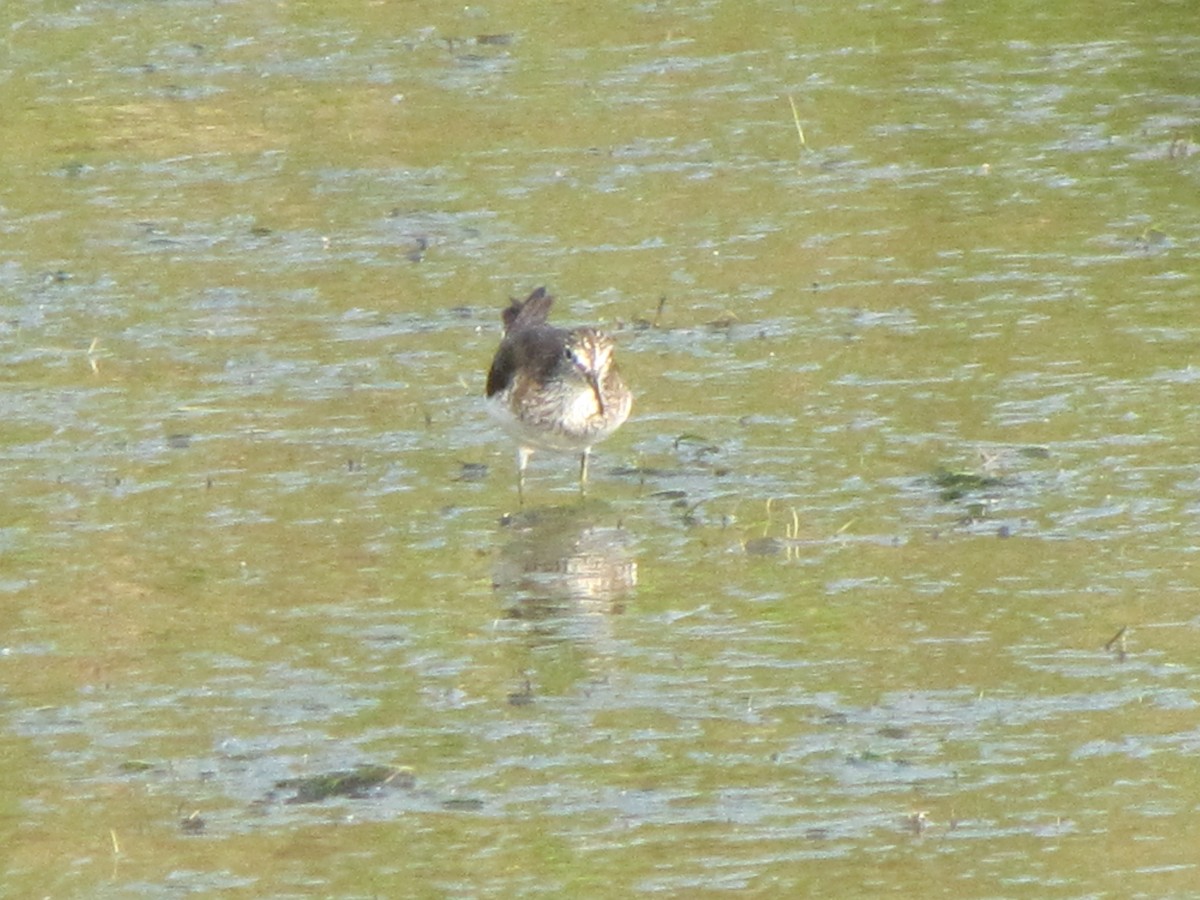 Solitary Sandpiper - ML134656331