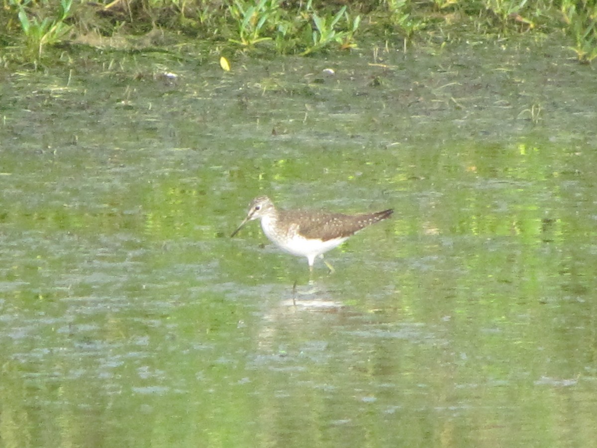 Solitary Sandpiper - ML134656341