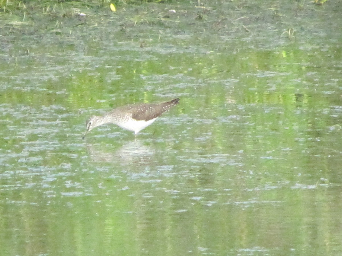 Solitary Sandpiper - ML134656351