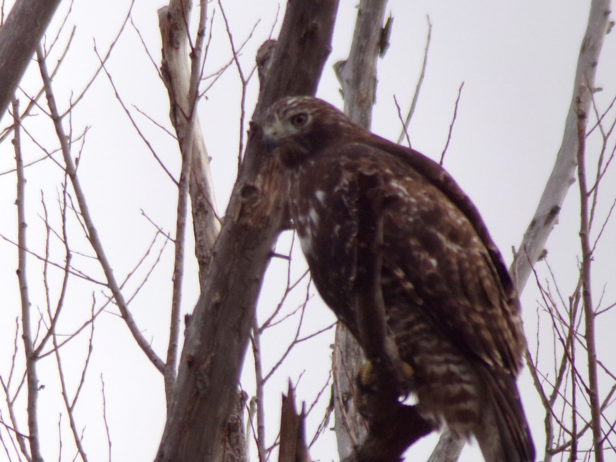 Red-tailed Hawk - Jonathan Bookman