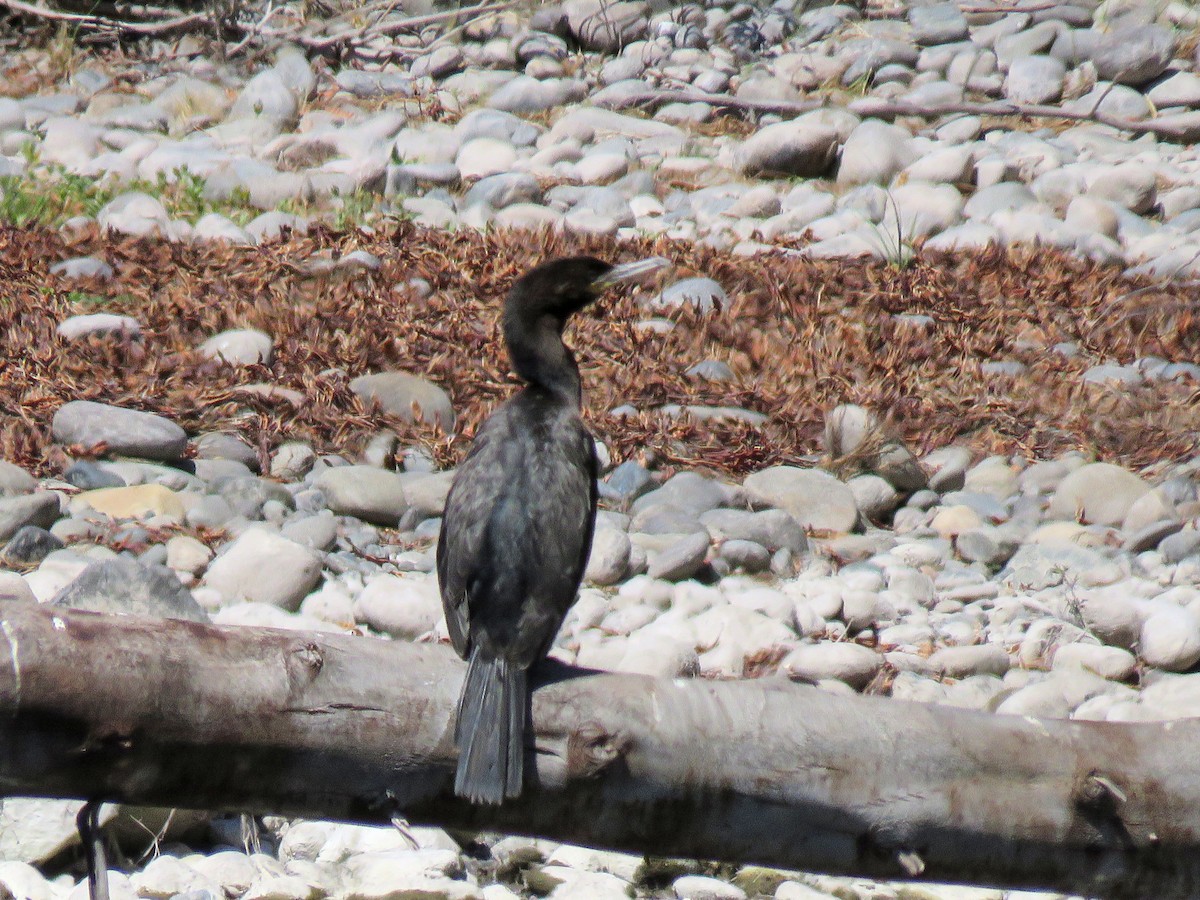 Cormorán Biguá - ML134660591