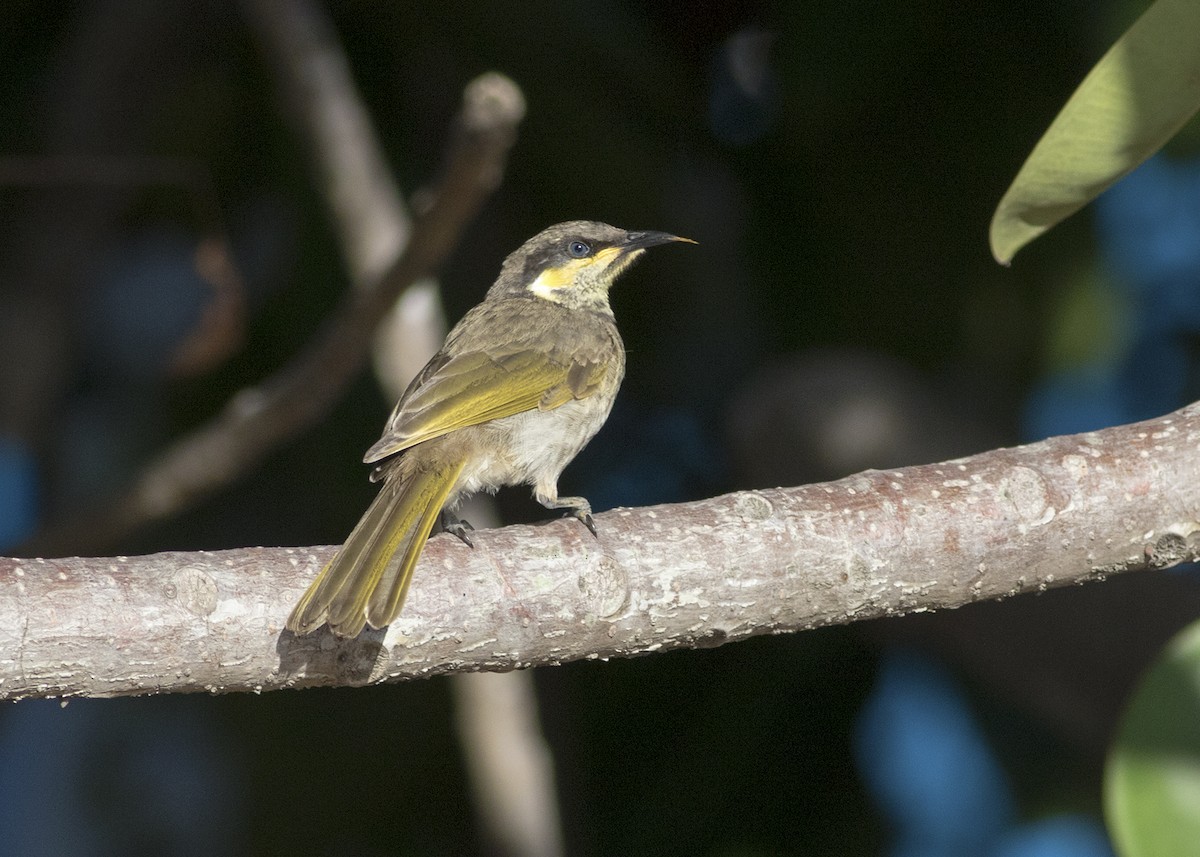 Mangrove Honeyeater - Stephen Murray